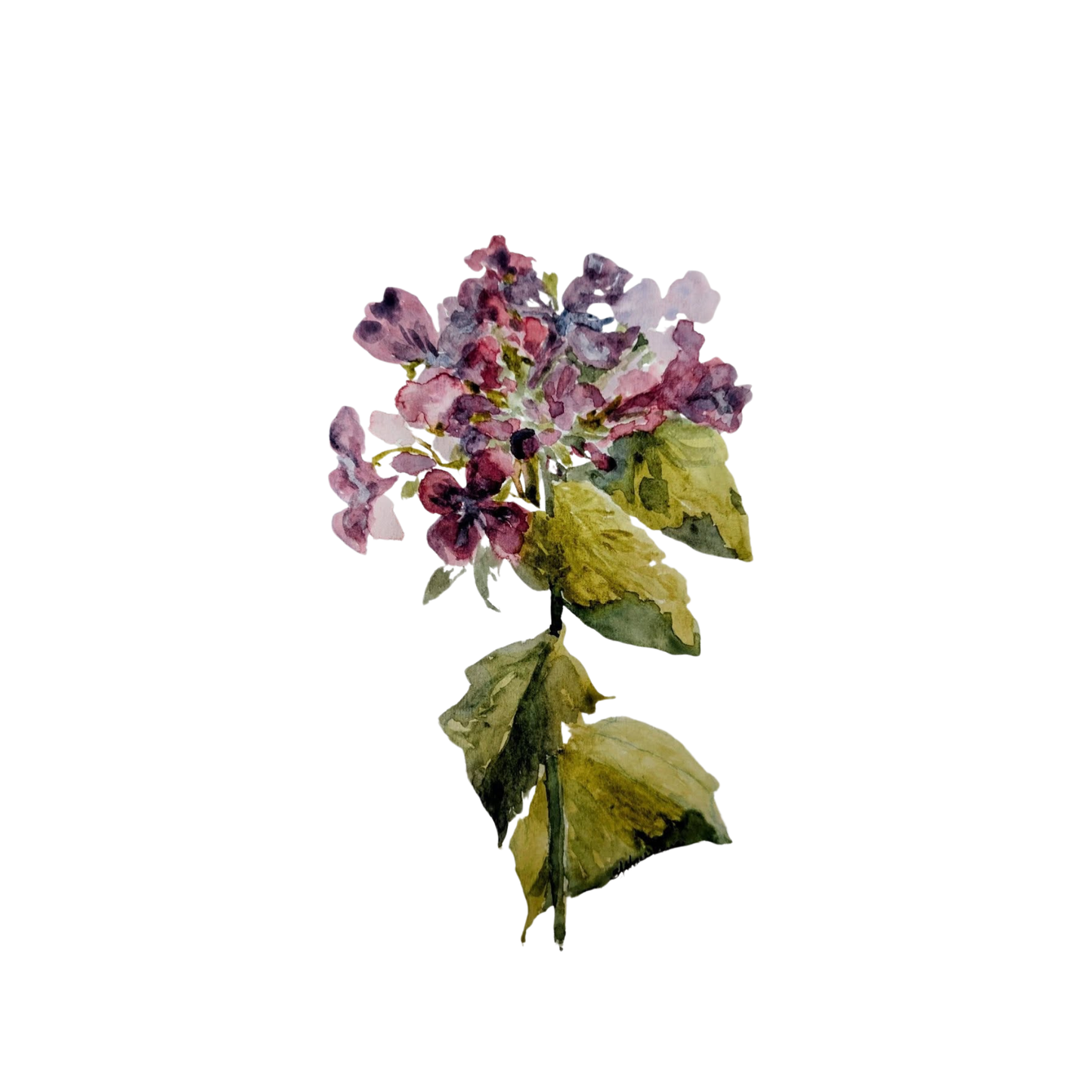 Honesty Floral Blank Greeting Card