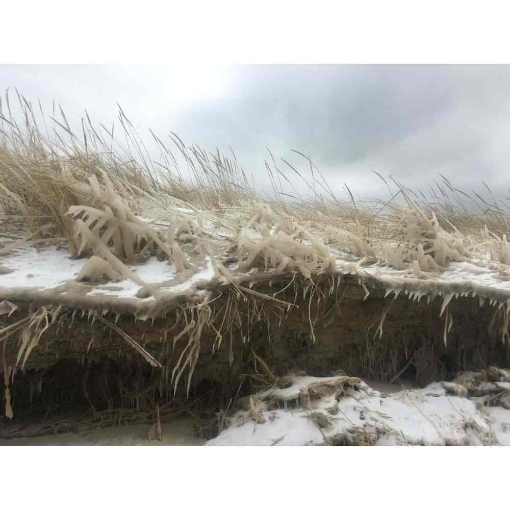 Dune Grass in Winter