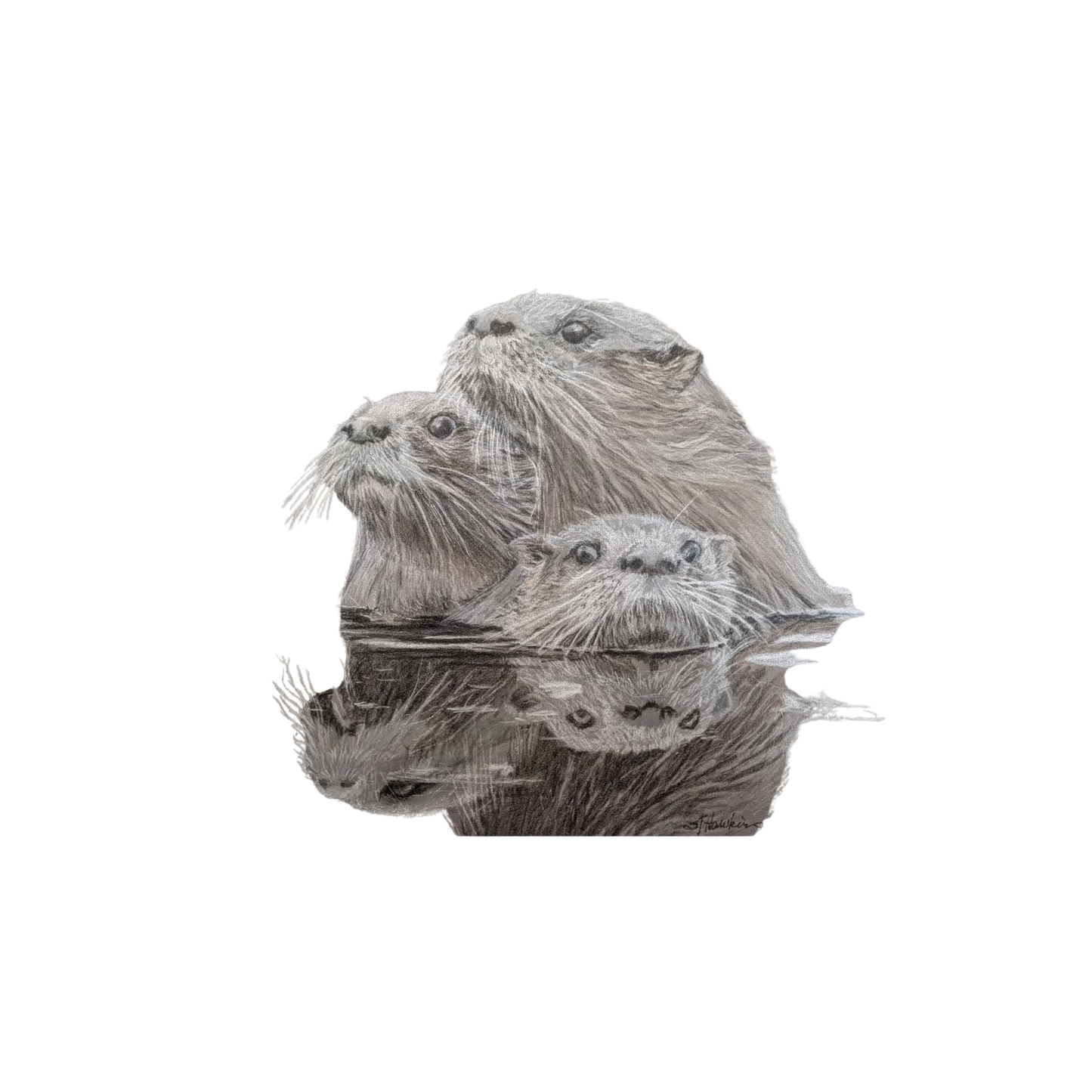 Otters Blank Greeting Card