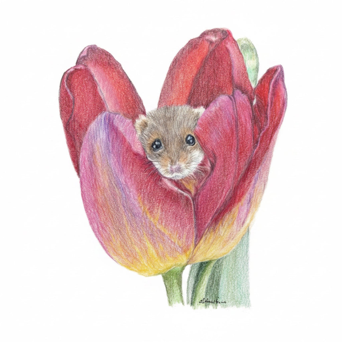 A colored pencil drawing of a small brown hamster peeking out from inside a red and pink tulip with yellow and green shading, on a light gray background.