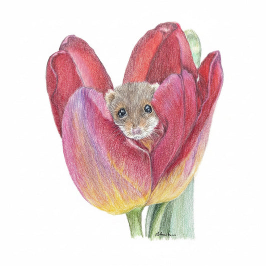 A colored pencil drawing of a small brown hamster peeking out from inside a red and pink tulip with yellow and green shading, on a light gray background.