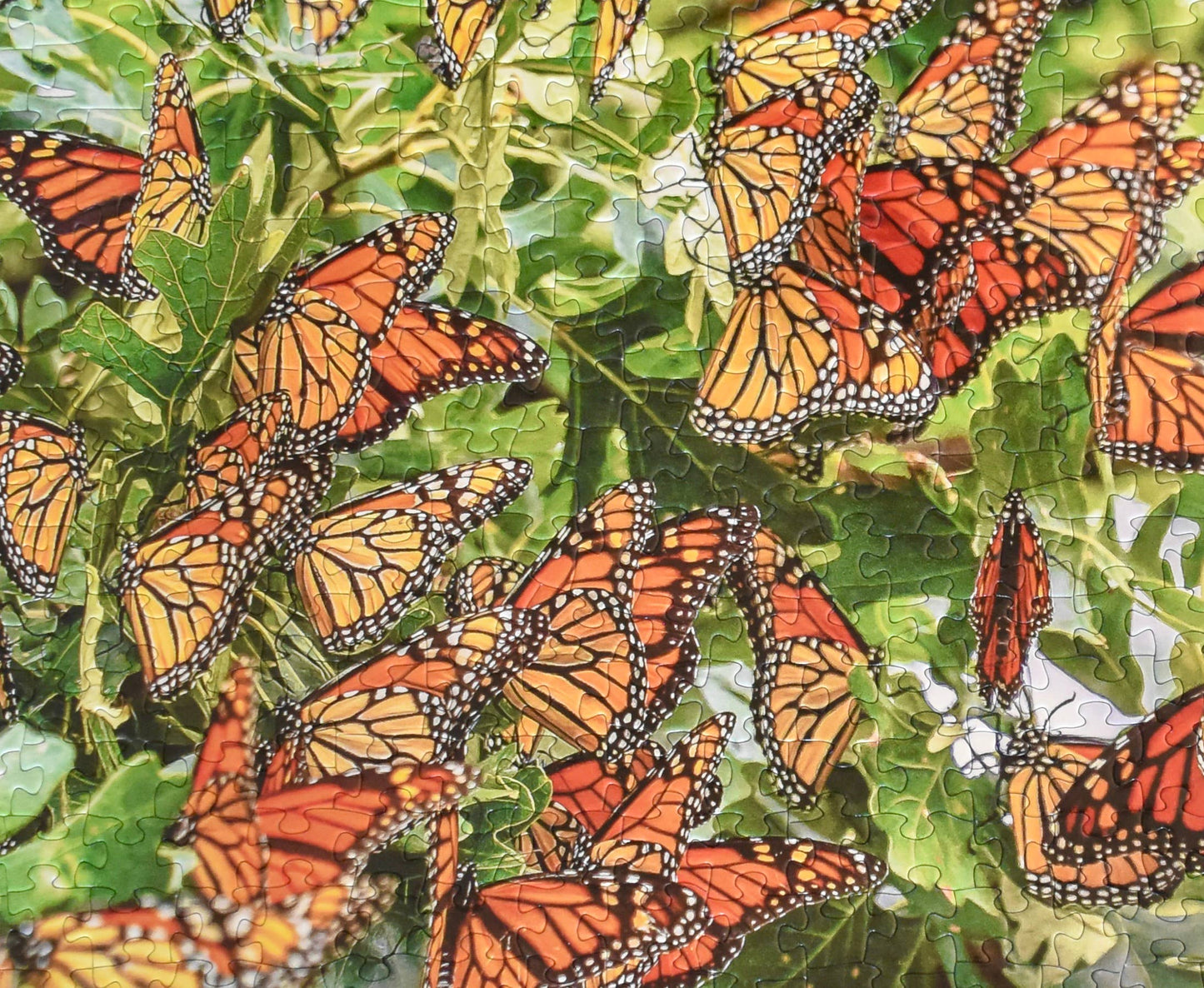 Monarch Migration,  550 Piece Jigsaw Puzzle